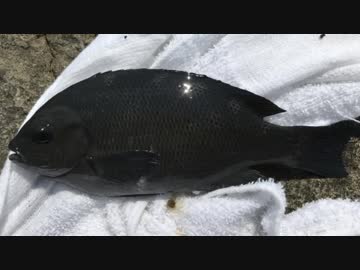 釣り動画ロマンを求めて 175釣目（後編：江の島　裏磯）