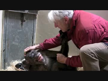 「今までありがとう」高齢のチンパンジーが懐かしい友人と再会。最後の力を振り絞って感動のハグ