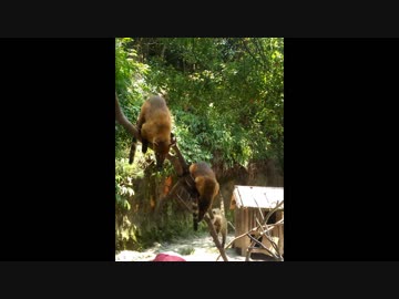 アカハナグマの餌やり体験リターンズ