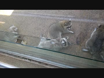 暑さで溶けるアライさん