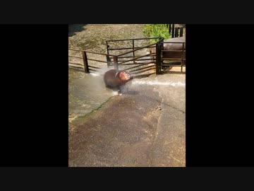 飼育員さんにえげつねぇ放水をうけるカバの赤ちゃん
