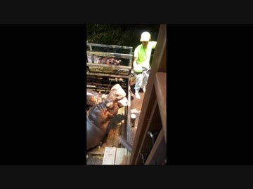 カバさんのスイカもぐもぐタイム