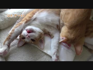 妹に吸われる兄猫
