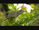 Lizard On Green Leaves　＠　八田政樹