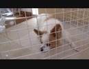 食事が出てくると大喜びでクルクル回るワンコ（パピヨン）