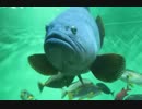 水族館の魚たち(葛西臨海水族園)