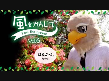 【自作着ぐるみ 鳥】疲れたあなたに。風をかんじて Vol.6【Fursuit】