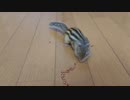 驚きの吸引力なシマリスさん