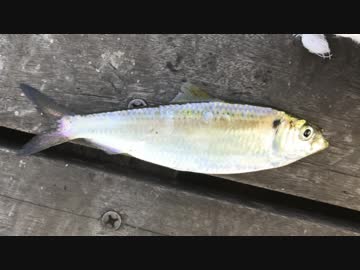 釣り動画ロマンを求めて 178釣目（東扇島西公園）