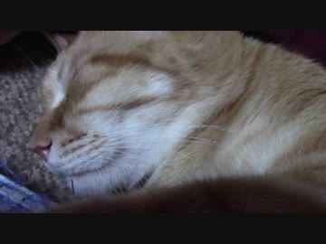 拾いねこ＠生後2217/2184日目　一応復活（8/2分、このあと本日分もうｐ予定）。