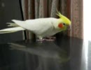 足でリズムを取るオカメインコ