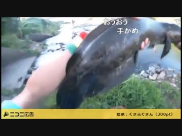 8.03 【魚釣り】日没まで日陰でナマズ狙い