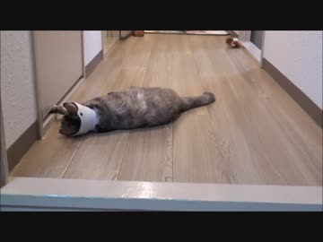 Uchinoぬこ、にょきにょきする。Ver.Outside