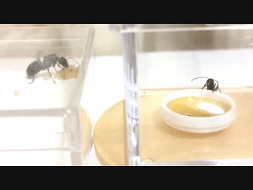 女王アリがいなくなったコロニー、その後はどうなるの？