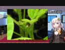 紲星あかりの枝豆栽培日記Part3