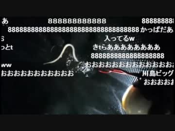 8.04 【魚捕り】夏休みスペシャル　深夜のガサガサ