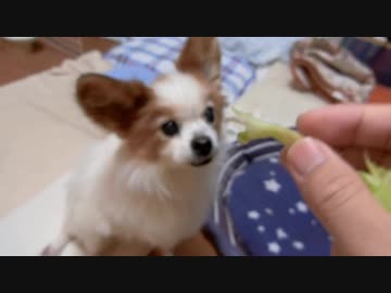 レタスを食べるワンコ（パピヨン）