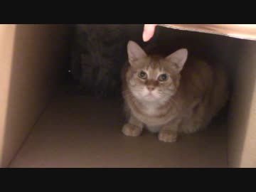 拾いねこ＠生後2220/2187日目　長いダンボール深くに潜むにゃんこ。