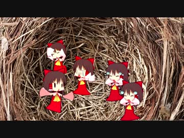 サケノミ母『ニゲルノヨ！コノサケノミガ！』