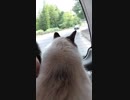 車と猫