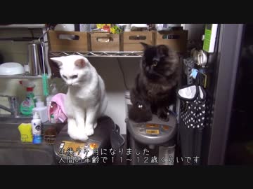 【 猫 】大きくなったけど実はまだ子猫　その58
