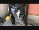 シュウちゃんとトラちゃん