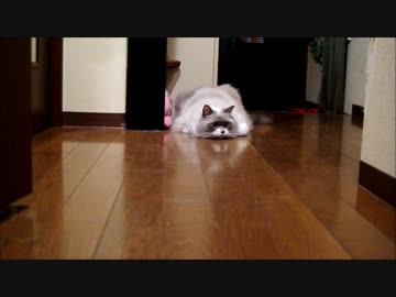 【猫様ルール】ボールが来い【法律】