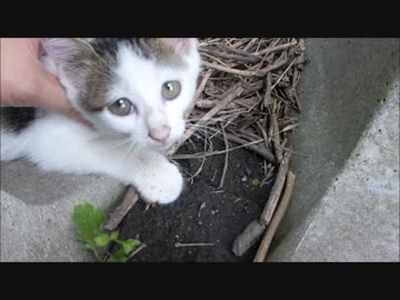 うるうる目線で何かを訴える野良子猫を母猫と一緒に撫でまくってみた