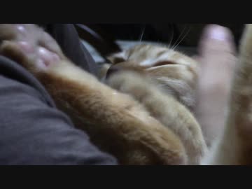 拾いねこ＠生後2221/2188日目　今月も爪切り。