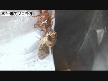 【ジャポカニ学習帳Ex】03-アブラゼミの羽化【動物】