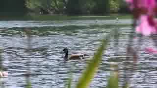 Duck on a lake　＠　米澤崇明