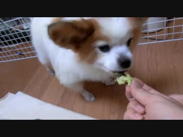 白菜を食べるワンコ（パピヨン）
