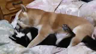 リア獣すぎる柴犬達