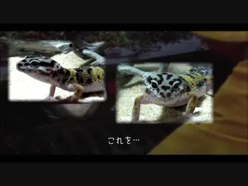 ペニーワイズがヒョウモントカゲモドキをオススメするようです