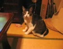 本気でネコに襲われてみた　その4