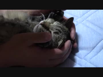 拾いねこ＠生後2223/2190日目　月音さん6歳誕生日ー！