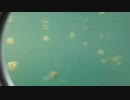 ジェリーフィッシュレイク（Jellyfish Lake、水母湖）１