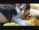 【飲み放題】とっ透明なミルクが止まらない・・・