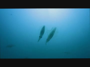 【富戸】アオリイカ