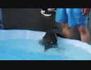 フンボルトペンギンのささだんごがこどもプールから脱走をはかる