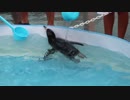 フンボルトペンギンのえだまめに優しく打ち水するイベント