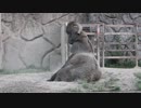 砂浴びする？アフリカゾウ