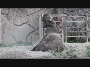 砂浴びする？アフリカゾウ