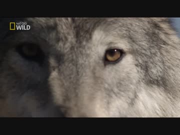 イエローストーンのフレンズ「シーウルフ」