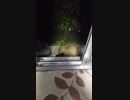 「可愛い子猫」きぃちゃんがチビ達を連れてきた(۶•̀ᴗ•́)۶