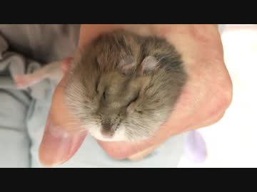 【ハムスター】むぎゅうう･･･キュポンッ！！【ブルーサファイア】