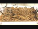 アリに100匹のミルワームを与えてみたら、アリが素潜りし始めた。