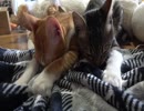 Wちゅぱちゅぱな猫