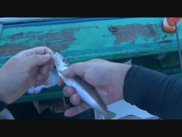 釣りどれんの電車釣行記　26　～シロギス船の日～