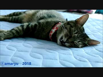 寝たまま返事をしようとする猫